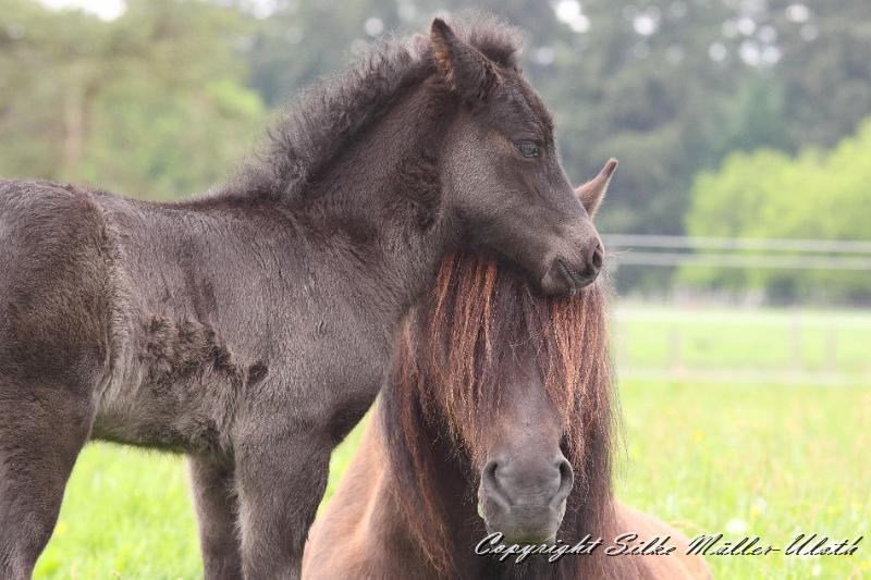 Orson 6.JPG - Orson von Heidmoor